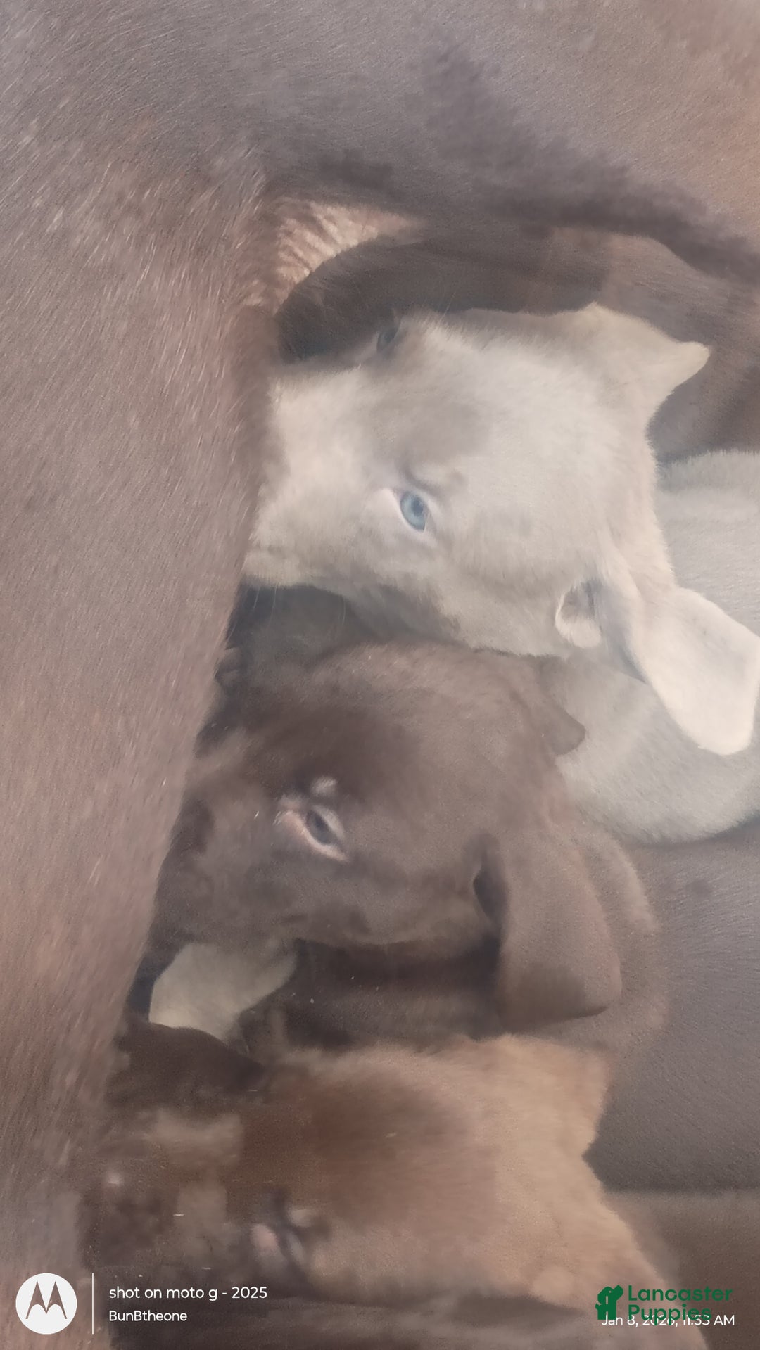 Labrador Retriever dogs for sale: Labrador Retriever Puppy 3 - Ad 6