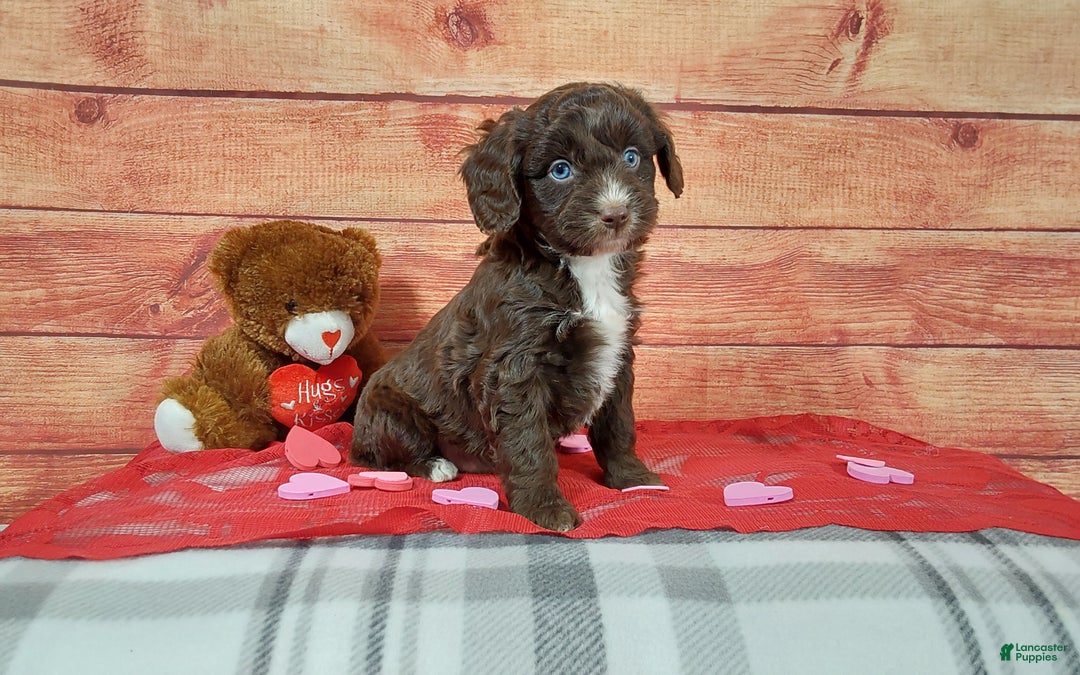 Aussiedoodle dogs for sale: Aussiedoodle Puppy 2 - Ad 5