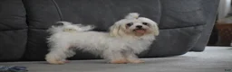 Maltipoo dogs for sale: Archie - Ad 15