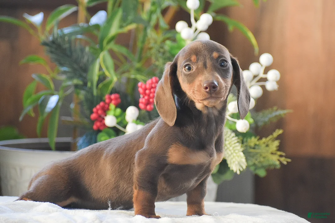 Dachshund dogs for sale: Sprinkles - Ad 6
