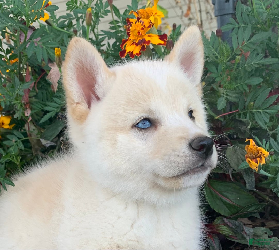 Alaskan Klee Kai dogs for sale: Tiny Mighty Thor - Ad 8
