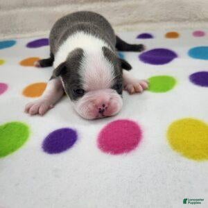 Boston Terrier dogs for sale: Female 2 - Ad 1