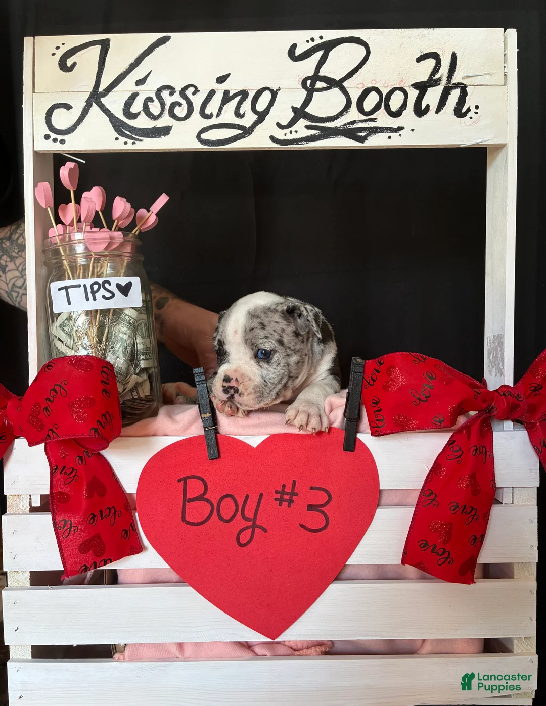 Olde English Bulldogge dogs for sale: Olde English Bulldogge Puppy 3 - Ad 2