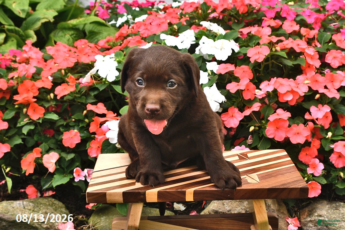 Labrador Retriever dogs Arrow - Ad 2