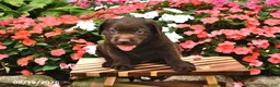 Labrador Retriever dogs for sale: Arrow - Ad 2