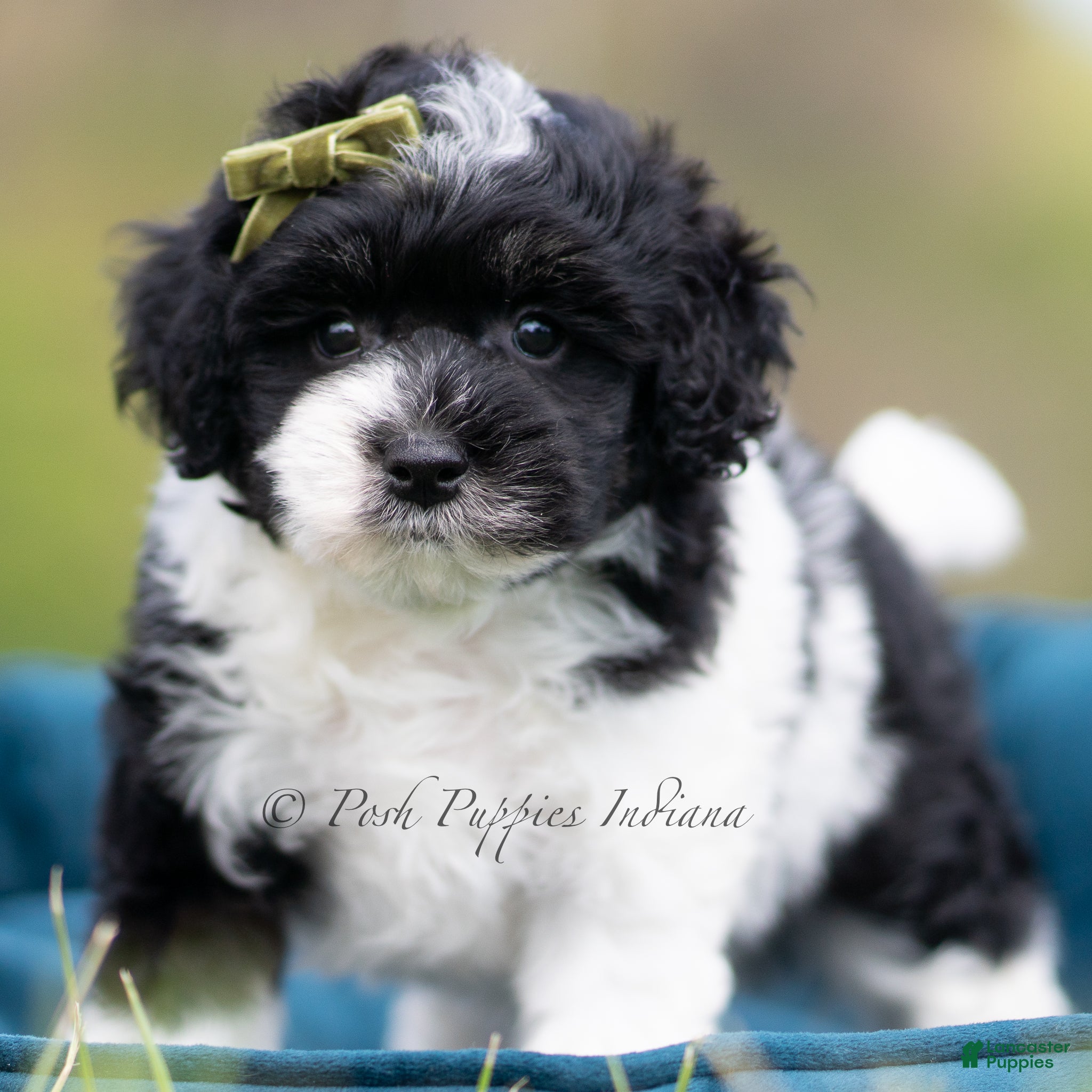 Maltipoo dogs Tuxedo - Ad 33