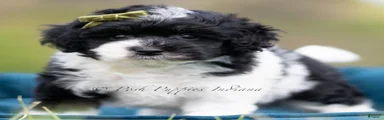 Tuxedo