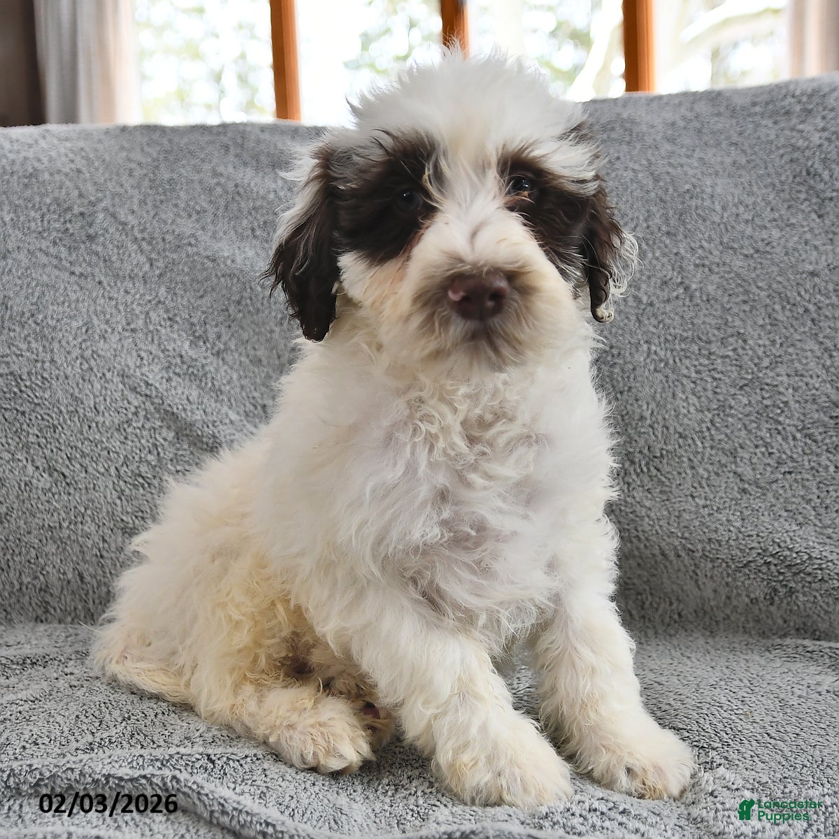 Portuguese Water Dog dogs Dumpling - Ad 9