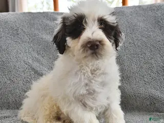 Portuguese Water Dog dogs Dumpling - Ad 9