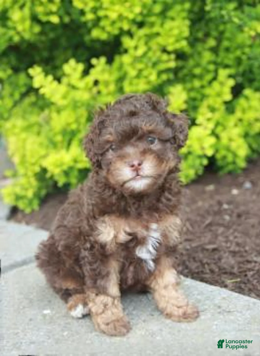 Gallery Image {{count}}