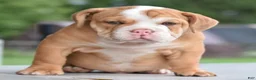 Mixed Breed dogs for sale: Hercules Bulldog hybrid  - Ad 32