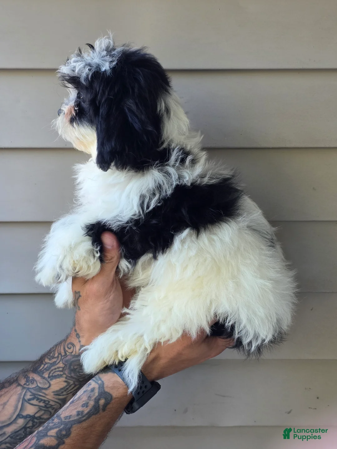 Teddy Bear dogs for sale: Jill - Ad 3