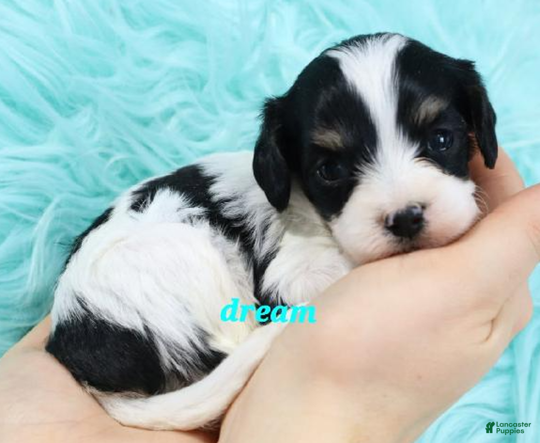 Cavapoo dogs for sale: Apollo - Ad 2