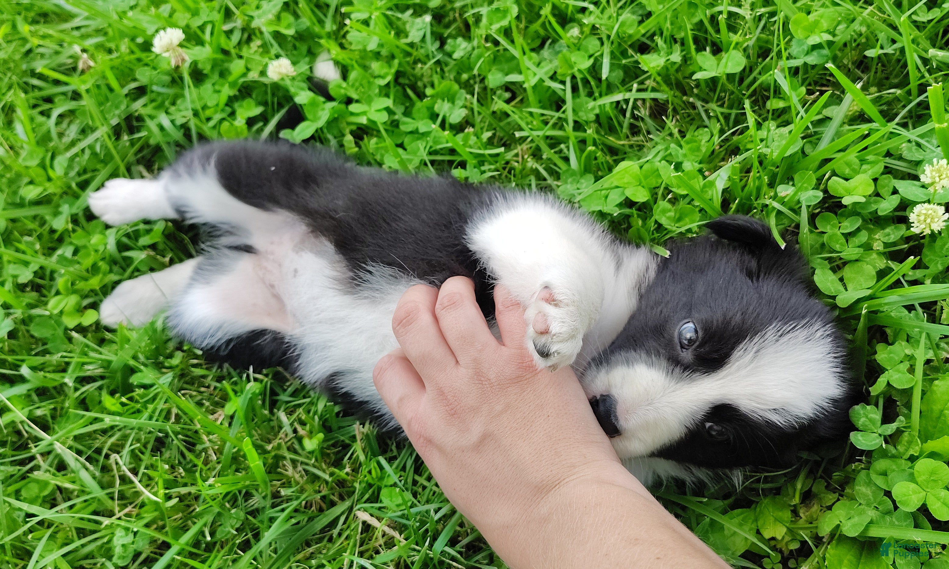 Border Collie dogs Piper - Ad 2