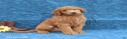 Goldendoodle dogs for sale: Jerry - Ad 5