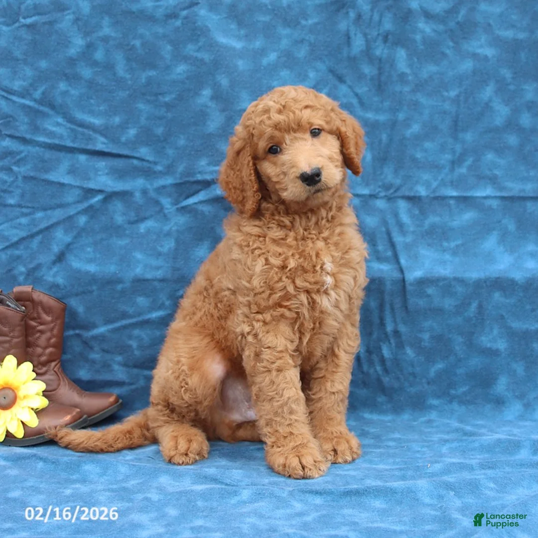 Goldendoodle dogs for sale: Jerry - Ad 5