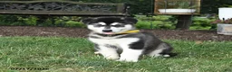 Alaskan Malamute dogs for sale: Stormy - Ad 2