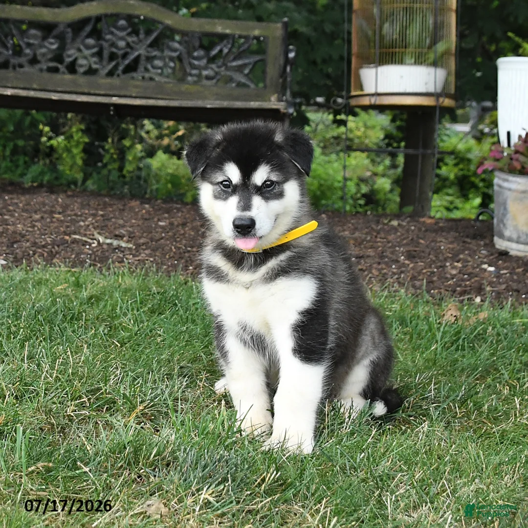 Alaskan Malamute dogs for sale: Stormy - Ad 2