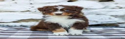 Australian Shepherd dogs for sale: Max - Ad 3