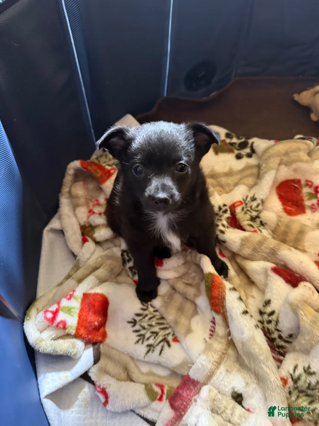 Chihuahua dogs for sale: Chihuahua Puppy 2 - Ad 1