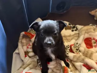 Chihuahua dogs Chihuahua Puppy 2 - Ad 36