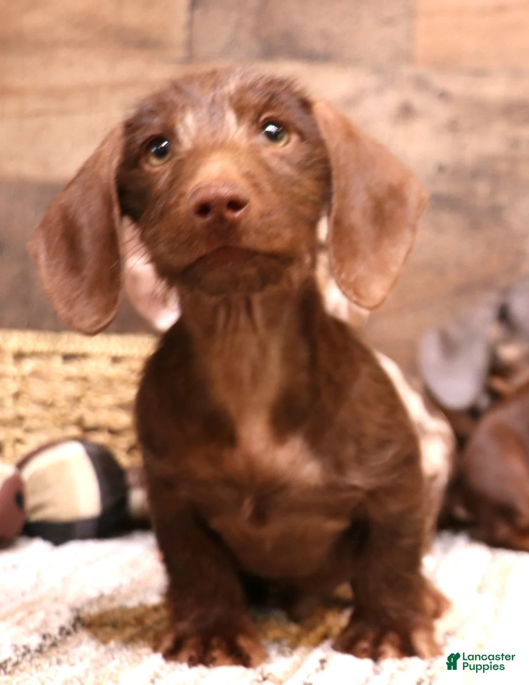Miniature Dachshund dogs for sale: Wright chocolate wirehair - Ad 1