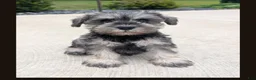 Miniature Schnauzer dogs for sale: Susie - Ad 1