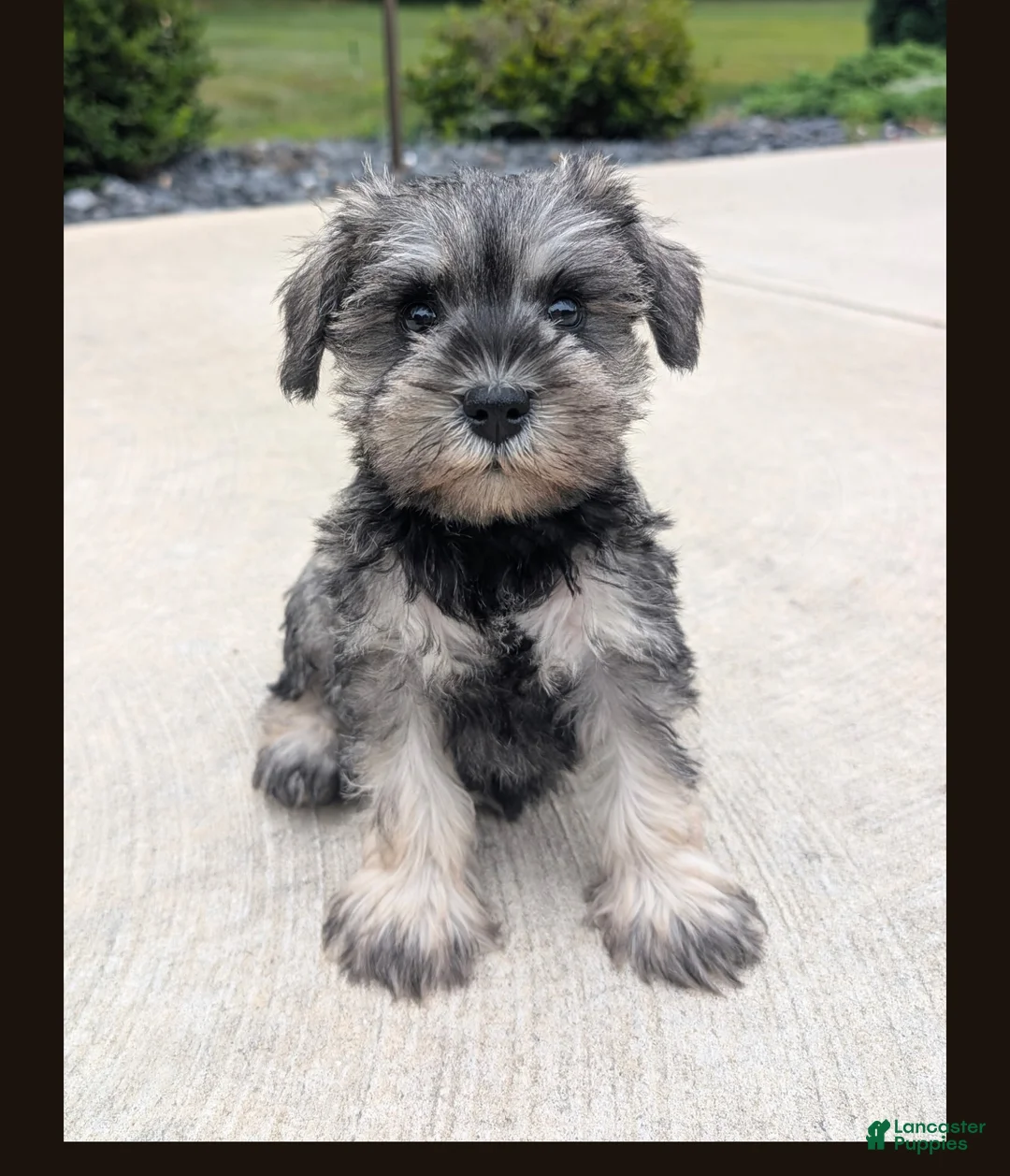 Miniature Schnauzer dogs for sale: Susie - Ad 1