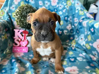 Boxer dogs Daisy - Ad 12