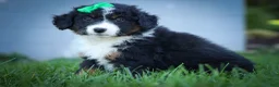 Mini Aussiedoodle dogs for sale: Landon💙 - Ad 4