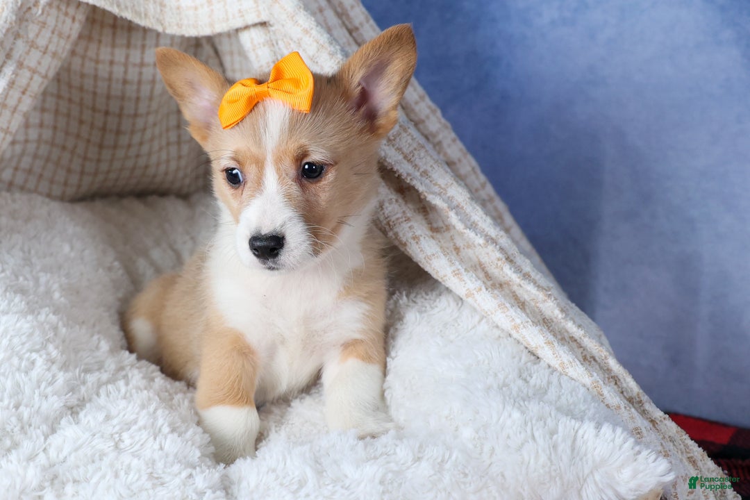 Welsh Corgi Pembroke dogs for sale: Milly - Ad 8