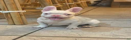 French Bulldog dogs for sale: Pinkey  - Ad 6