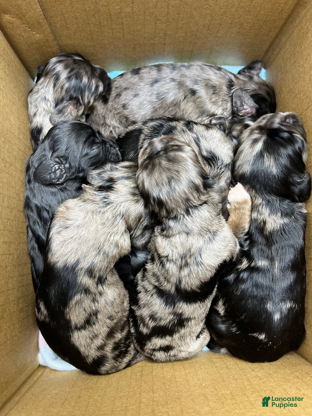 Cocker Spaniel dogs for sale: Fozzy  - Ad 9