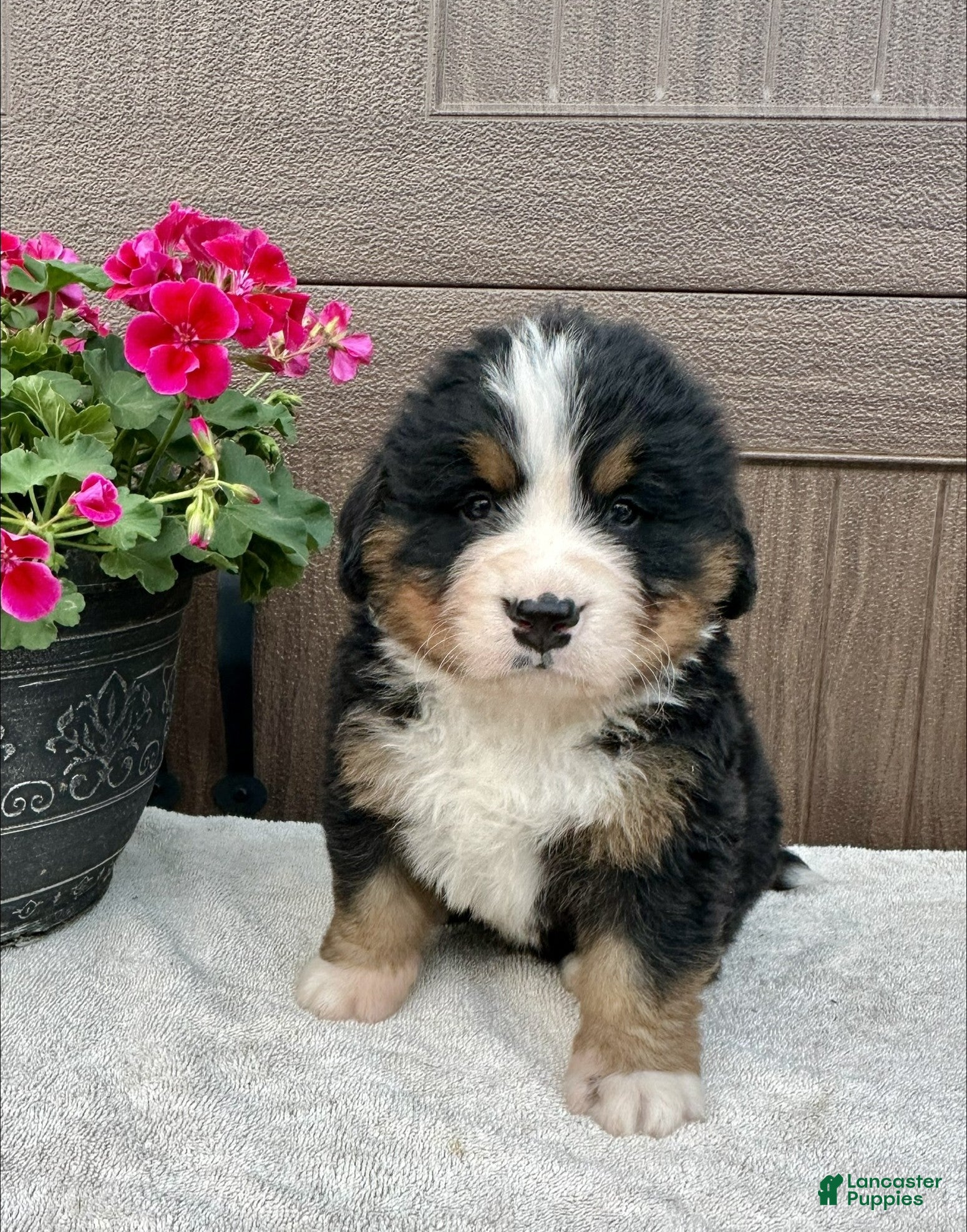 Bernese Mountain Dog dogs Rusty  - Ad 1