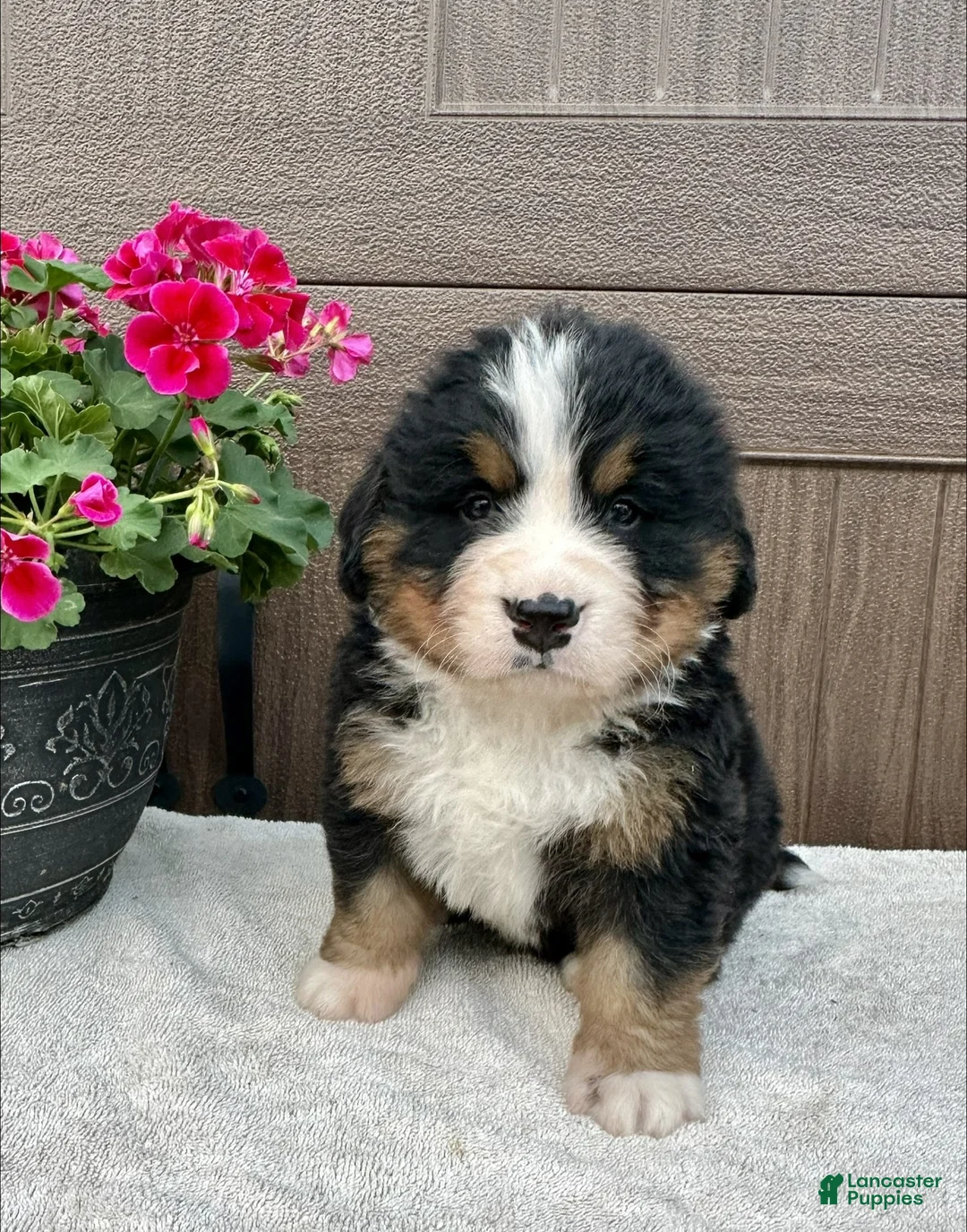 Bernese Mountain Dog dogs for sale: Rusty  - Ad 1