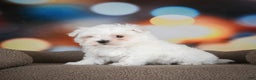Maltese dogs for sale: Bentley - Ad 2