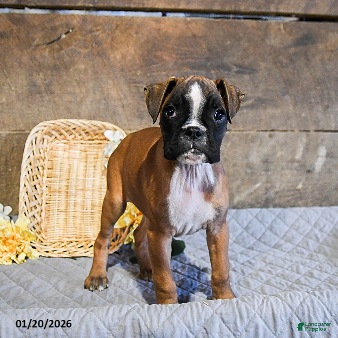 Boxer dogs for sale: Nutella - Ad 1