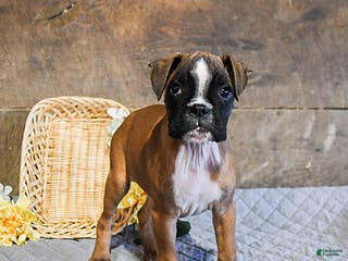 Boxer dogs Nutella - Ad 16