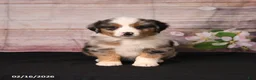 Miniature Australian Shepherd dogs for sale: Toby - Ad 3