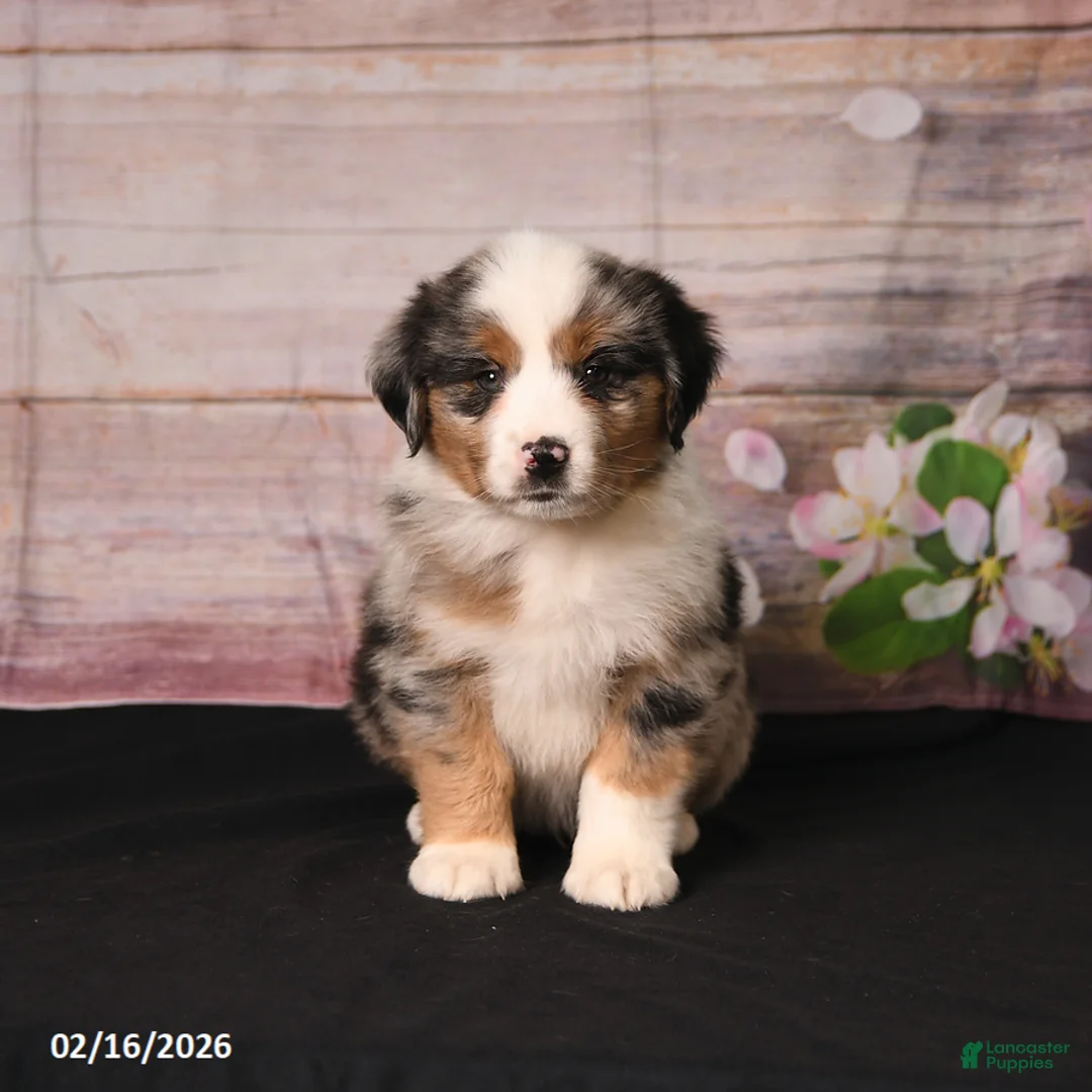 Miniature Australian Shepherd dogs for sale: Toby - Ad 3