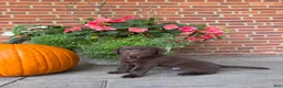 Labrador Retriever dogs for sale: Mason - Ad 1