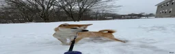 Shiba Inu dogs for sale: Snowball - Ad 3