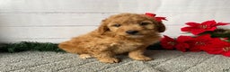 Mini Goldendoodle dogs for sale: Willow - Ad 2