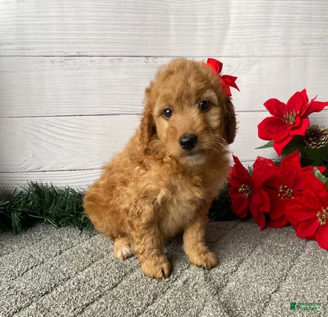 Mini Goldendoodle dogs for sale: Willow - Ad 2