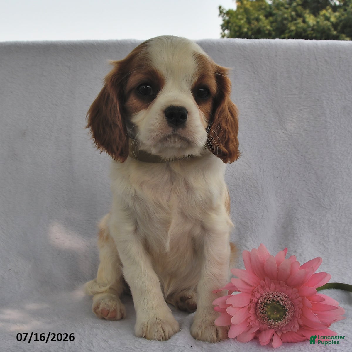 Cavalier King Charles Spaniel dogs Bobo  - Ad 2