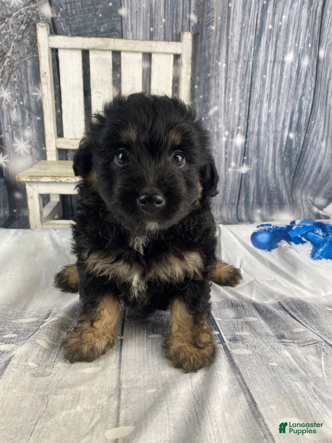 Mini Aussiedoodle dogs for sale: Ian - Ad 9
