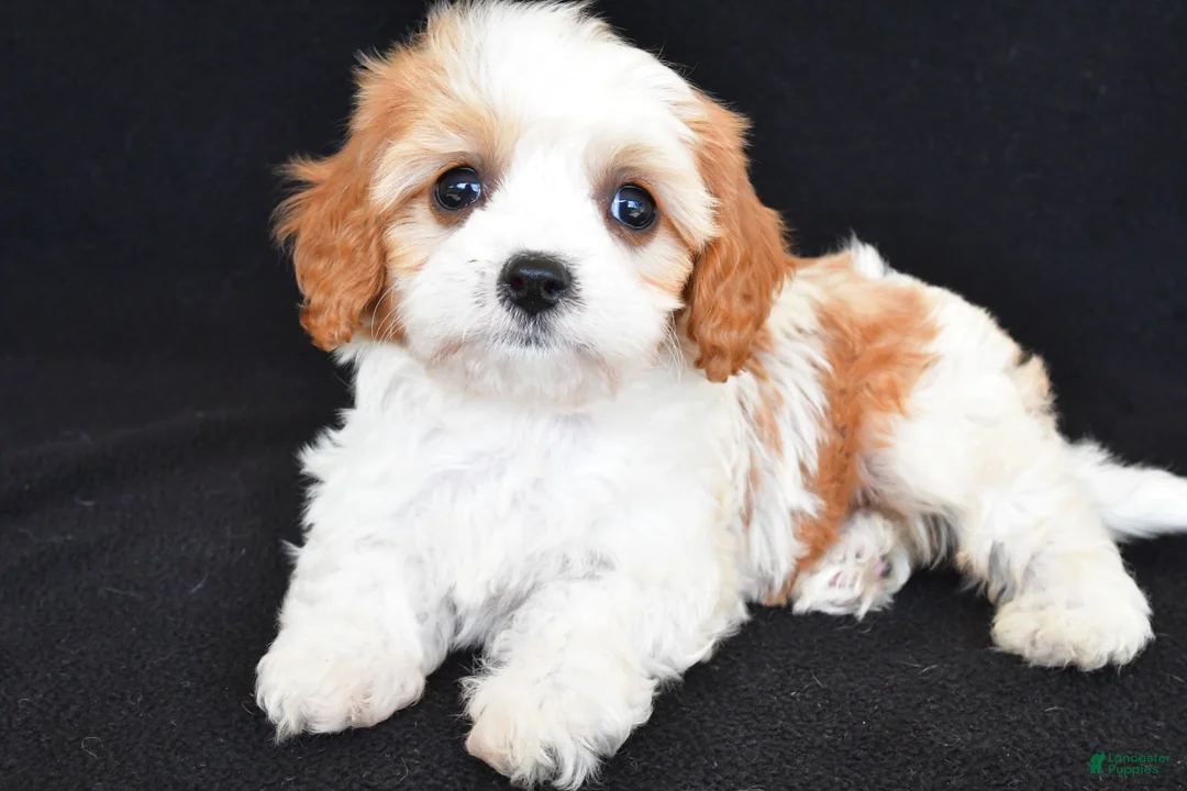 Cavapoo dogs for sale: Chloe - Ad 1
