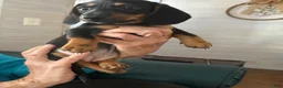 Miniature Dachshund dogs for sale: Hasseroder  - Ad 1