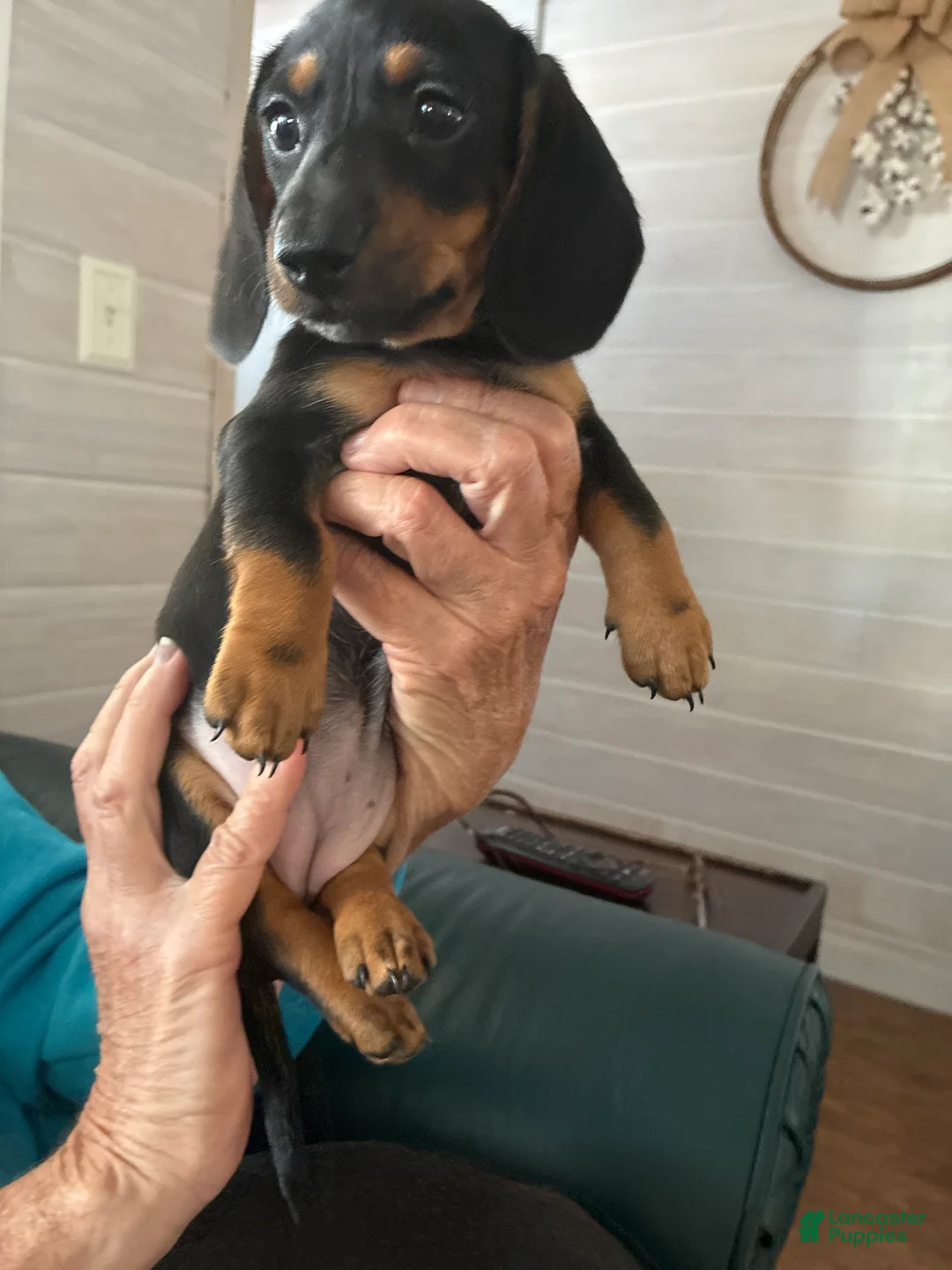 Miniature Dachshund dogs for sale: Hasseroder  - Ad 1