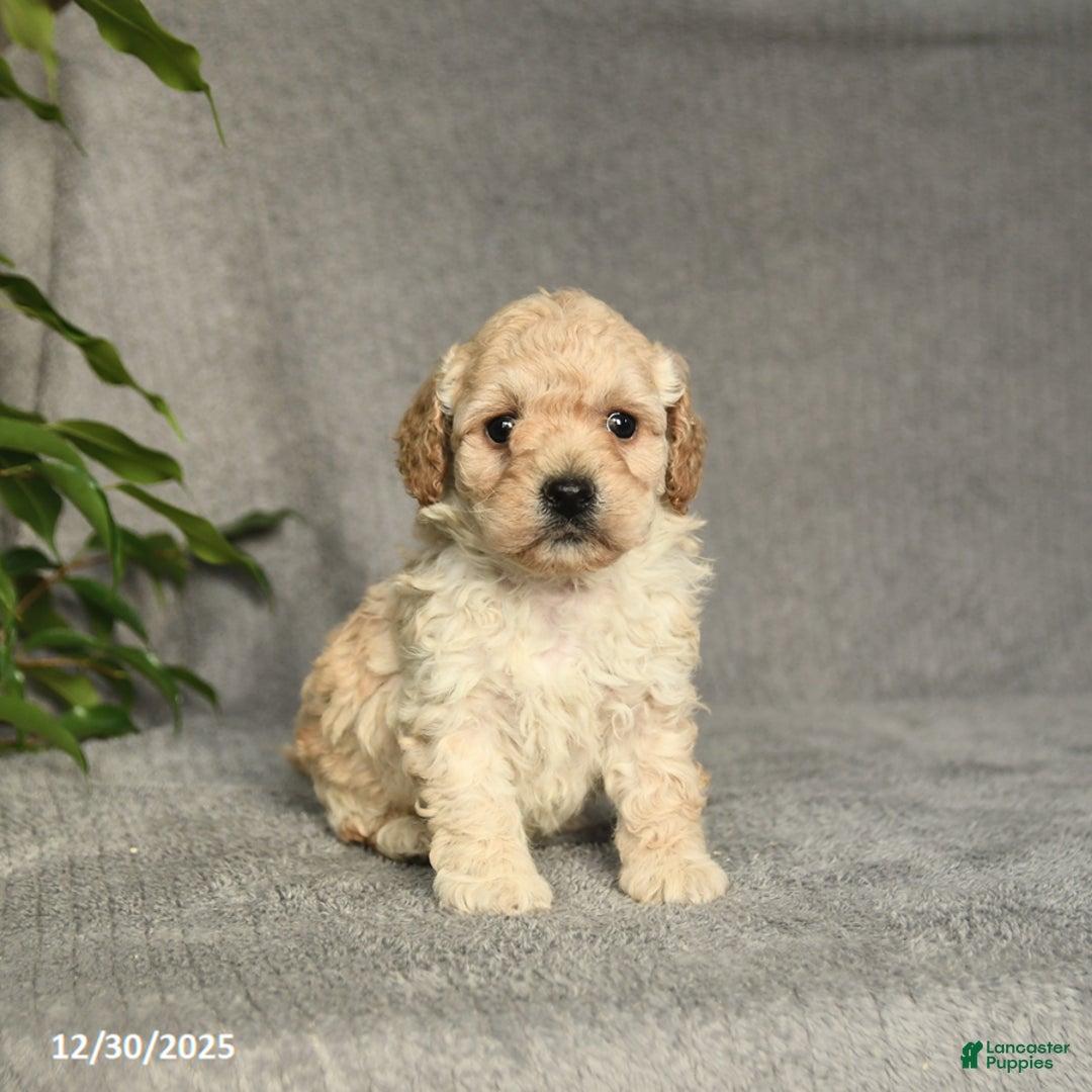 Cockapoo dogs for sale: Twix - Ad 2